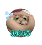 ハムスタイル01（個別スタンプ：8）
