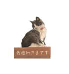 鍵しっぽのlala♩第二弾（個別スタンプ：4）