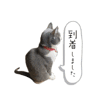 鍵しっぽのlala♩第二弾（個別スタンプ：8）
