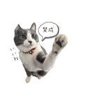 鍵しっぽのlala♩第二弾（個別スタンプ：13）