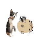 鍵しっぽのlala♩第二弾（個別スタンプ：17）