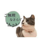 鍵しっぽのlala♩第二弾（個別スタンプ：38）