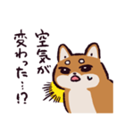 柴犬です.（個別スタンプ：12）