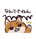 柴犬です.（個別スタンプ：17）