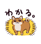 柴犬です.（個別スタンプ：18）