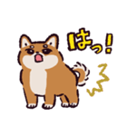 柴犬です.（個別スタンプ：31）