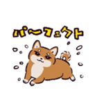 柴犬です.（個別スタンプ：39）