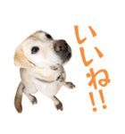 ボルトのスタンプ2（個別スタンプ：12）