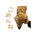 ボルトのスタンプ2（個別スタンプ：16）