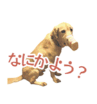 ボルトのスタンプ2（個別スタンプ：29）