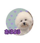 ♡おうち記念日♡Mintが家族になって1年！！（個別スタンプ：2）