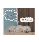 ♡おうち記念日♡Mintが家族になって1年！！（個別スタンプ：3）
