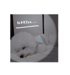 ♡おうち記念日♡Mintが家族になって1年！！（個別スタンプ：4）