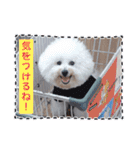 ♡おうち記念日♡Mintが家族になって1年！！（個別スタンプ：5）