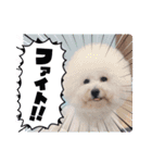 ♡おうち記念日♡Mintが家族になって1年！！（個別スタンプ：7）