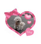 ♡おうち記念日♡Mintが家族になって1年！！（個別スタンプ：10）