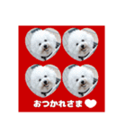 ♡おうち記念日♡Mintが家族になって1年！！（個別スタンプ：13）