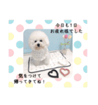 ♡おうち記念日♡Mintが家族になって1年！！（個別スタンプ：14）