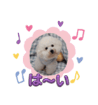 ♡おうち記念日♡Mintが家族になって1年！！（個別スタンプ：15）