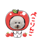 ♡おうち記念日♡Mintが家族になって1年！！（個別スタンプ：17）