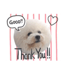 ♡おうち記念日♡Mintが家族になって1年！！（個別スタンプ：18）