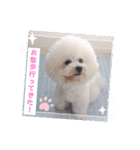 ♡おうち記念日♡Mintが家族になって1年！！（個別スタンプ：23）