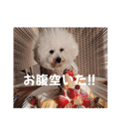♡おうち記念日♡Mintが家族になって1年！！（個別スタンプ：24）