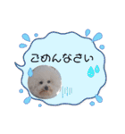 ♡おうち記念日♡Mintが家族になって1年！！（個別スタンプ：31）