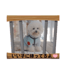 ♡おうち記念日♡Mintが家族になって1年！！（個別スタンプ：33）