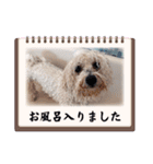 ♡おうち記念日♡Mintが家族になって1年！！（個別スタンプ：34）