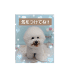 ♡おうち記念日♡Mintが家族になって1年！！（個別スタンプ：36）