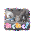 ♡おうち記念日♡Mintが家族になって1年！！（個別スタンプ：37）