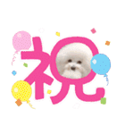 ♡おうち記念日♡Mintが家族になって1年！！（個別スタンプ：38）