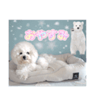 ♡おうち記念日♡Mintが家族になって1年！！（個別スタンプ：39）