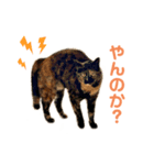 サビ猫びぃちゃん⭐︎1（個別スタンプ：1）