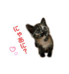 サビ猫びぃちゃん⭐︎1（個別スタンプ：4）