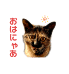 サビ猫びぃちゃん⭐︎1（個別スタンプ：5）