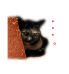 サビ猫びぃちゃん⭐︎1（個別スタンプ：6）