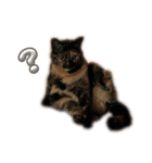 サビ猫びぃちゃん⭐︎1（個別スタンプ：7）