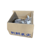 うちのゆきちゃん布教のためのスタンプ（個別スタンプ：23）