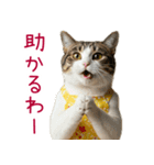 お母さん猫【毎日】（個別スタンプ：1）