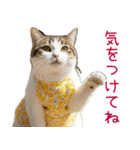 お母さん猫【毎日】（個別スタンプ：8）