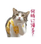 お母さん猫【毎日】（個別スタンプ：9）