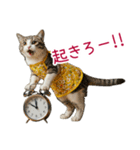 お母さん猫【毎日】（個別スタンプ：12）