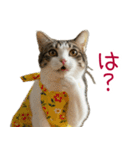 お母さん猫【毎日】（個別スタンプ：13）