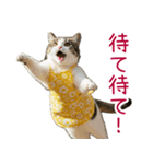 お母さん猫【毎日】（個別スタンプ：34）