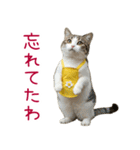 お母さん猫【毎日】（個別スタンプ：35）