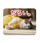 お母さん猫【毎日】（個別スタンプ：36）