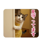 お母さん猫【毎日】（個別スタンプ：40）