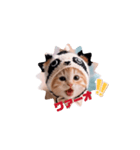 キュートな仔猫ちゃん（個別スタンプ：2）